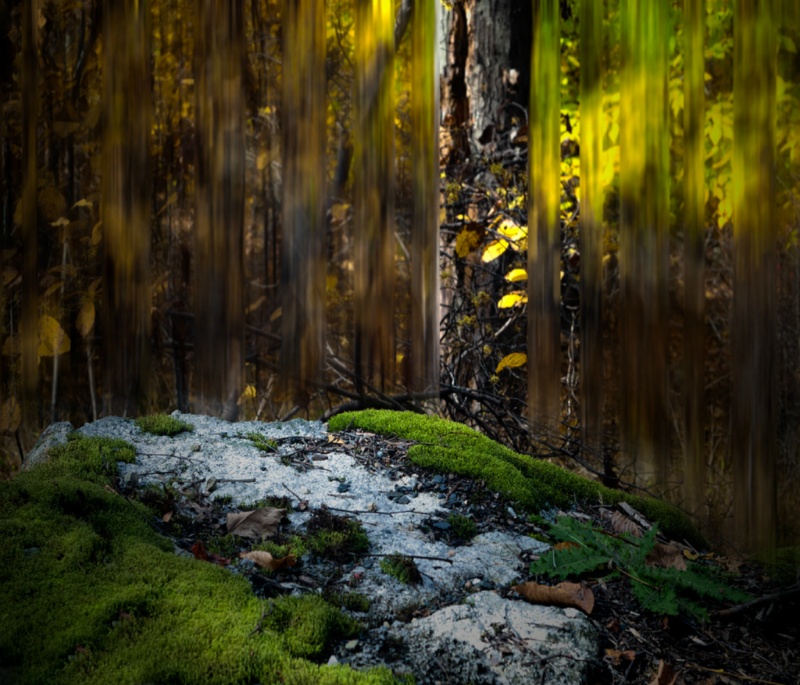 Moss under a crying forest
